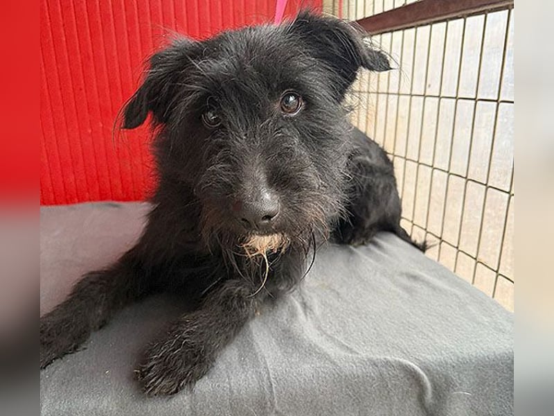 ❤️❤️❤️ kleiner Herzensbrecher BENDY - 2 Jahre, 40cm - Schnauzer-Mix