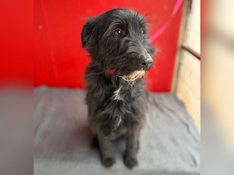 ❤️❤️❤️ kleiner Herzensbrecher BENDY - 2 Jahre, 40cm - Schnauzer-Mix