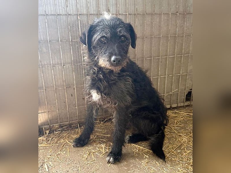 treue Hundeseele OLIVIA - 3 Jahre, 40cm/10kg - Schnauzer-Mix