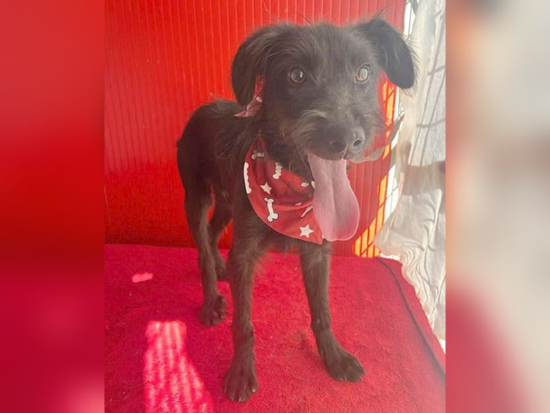 ❤️ kleiner Schnauzer-Mix PEDRO - 8 Monate, 40cm/10kg