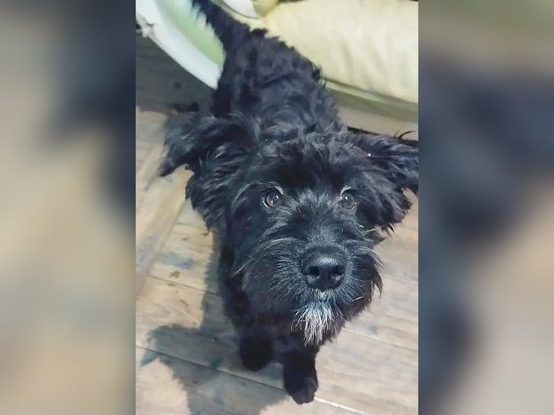 unkomplizierter kleiner ARTUR - 8 Monate, 40cm/13kg - Schnauzer-Mix