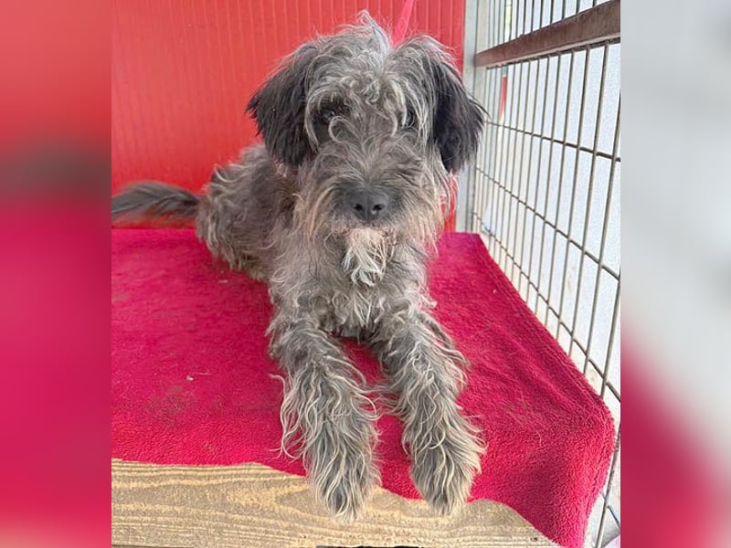 fröhlicher kleiner SNAKI - 2 Jahre, 40cm/10kg - Schnauzer-Mix