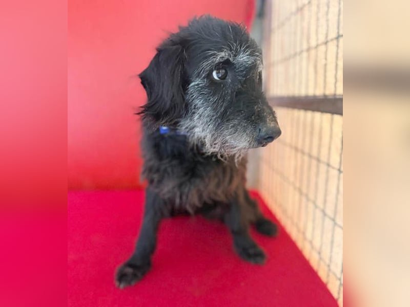 zarte Hundeseele BETTY - 12 Jahre, 40cm/10kg - Schnauzer-Mix