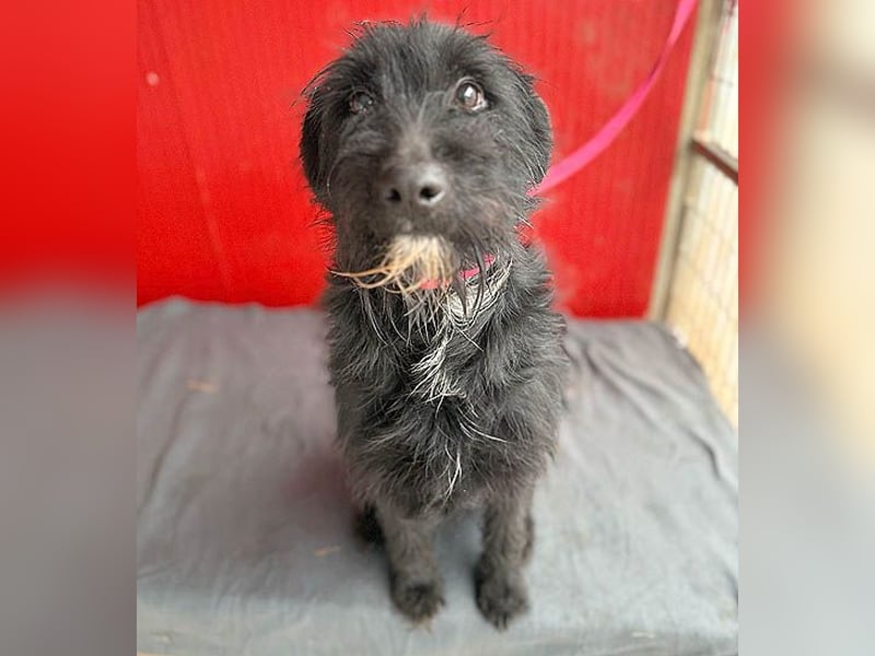 ❤️❤️❤️ kleiner Herzensbrecher BENDY - 2 Jahre, 40cm - Schnauzer-Mix