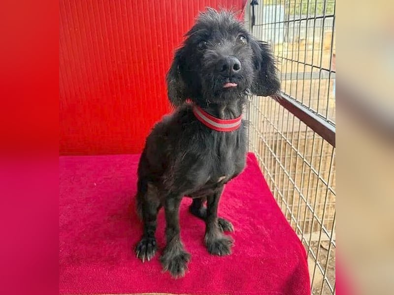 Sonnenschein MIKO - 6 Jahre, 40cm/10kg - Schnauzer-Mix