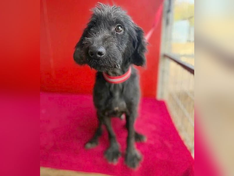 Sonnenschein MIKO - 6 Jahre, 40cm/10kg - Schnauzer-Mix