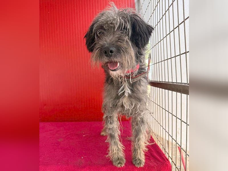 fröhlicher kleiner SNAKI - 2 Jahre, 40cm/10kg - Schnauzer-Mix