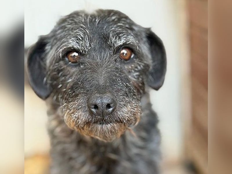 treue Hundeseele OLIVIA - 3 Jahre, 40cm/10kg - Schnauzer-Mix