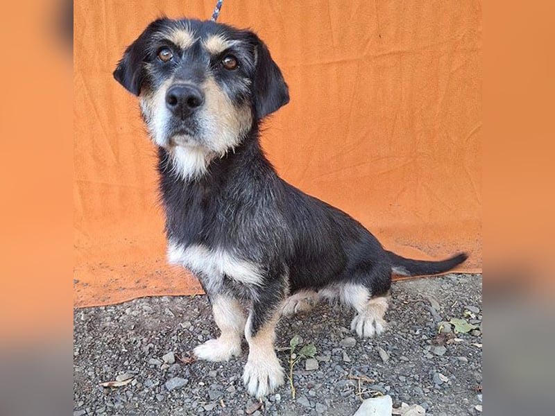 PANNY - 3 Jahre, 36cm/13kg - Schnauzer-Dackel-Mix
