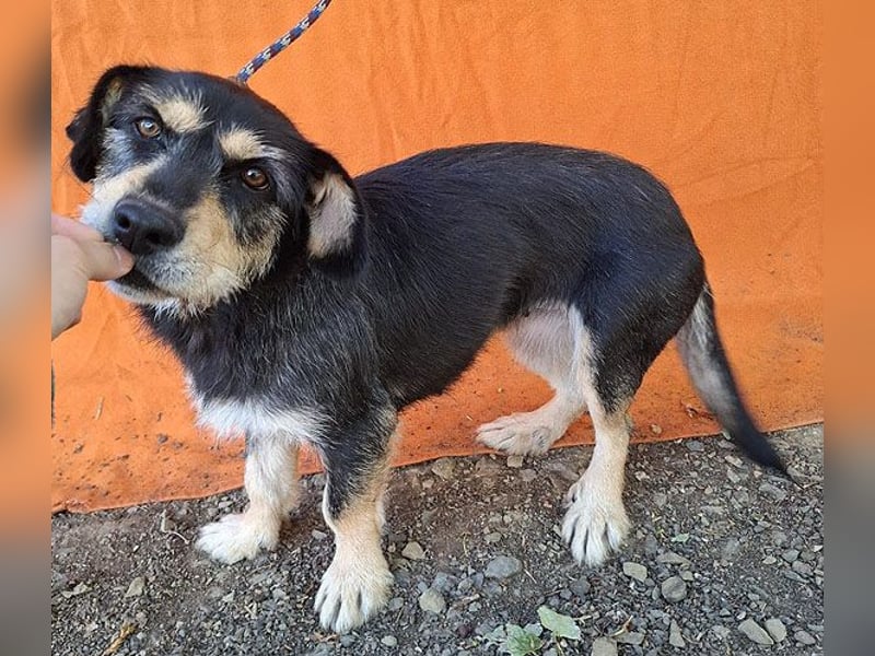 PANNY - 3 Jahre, 36cm/13kg - Schnauzer-Dackel-Mix