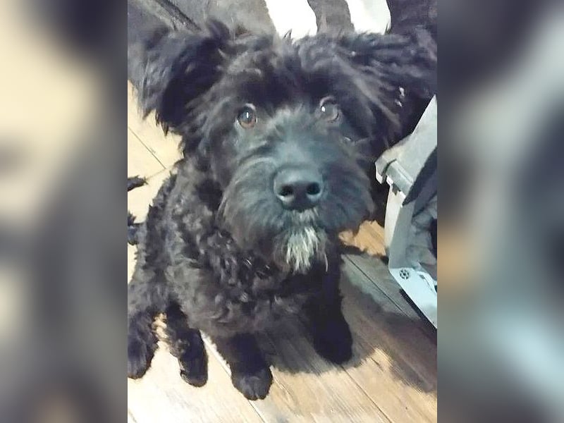 unkomplizierter kleiner ARTUR - 8 Monate, 40cm/13kg - Schnauzer-Mix