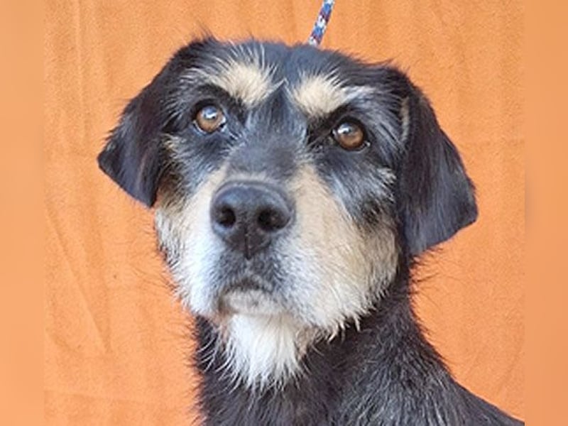 PANNY - 3 Jahre, 36cm/13kg - Schnauzer-Dackel-Mix