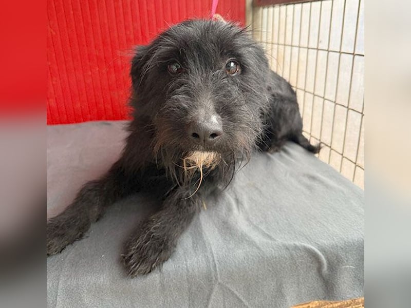 ❤️❤️❤️ kleiner Herzensbrecher BENDY - 2 Jahre, 40cm - Schnauzer-Mix