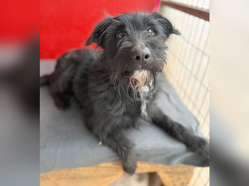 ❤️❤️❤️ kleiner Herzensbrecher BENDY - 2 Jahre, 40cm - Schnauzer-Mix