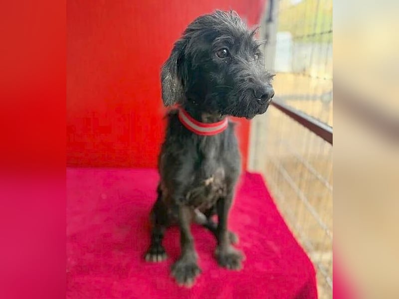 Sonnenschein MIKO - 6 Jahre, 40cm/10kg - Schnauzer-Mix