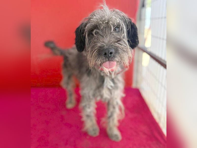 fröhlicher kleiner SNAKI - 2 Jahre, 40cm/10kg - Schnauzer-Mix