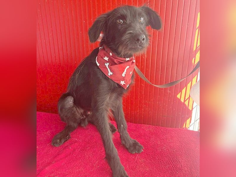 ❤️ kleiner Schnauzer-Mix PEDRO - 8 Monate, 40cm/10kg