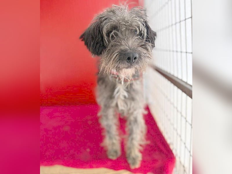 fröhlicher kleiner SNAKI - 2 Jahre, 40cm/10kg - Schnauzer-Mix