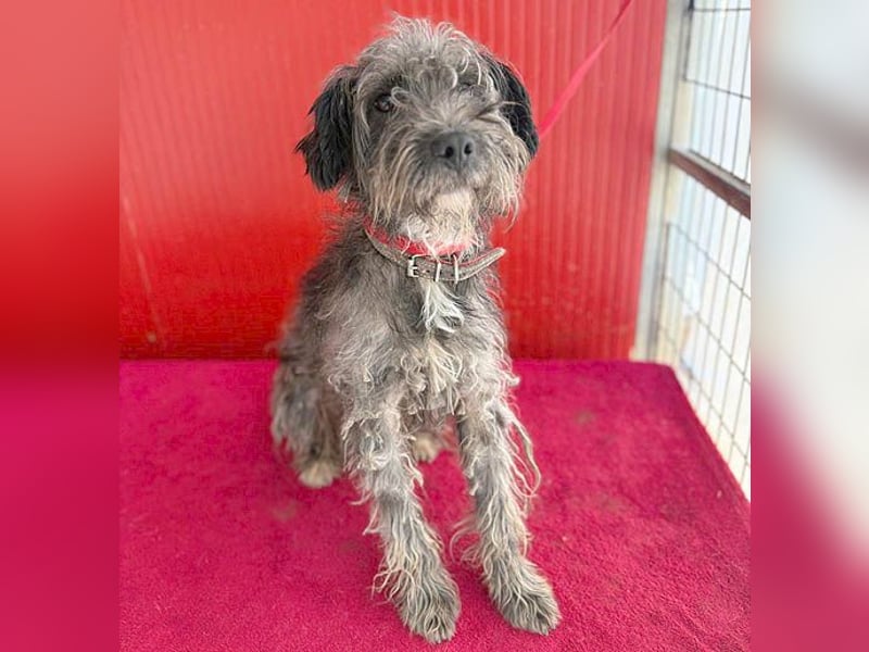 fröhlicher kleiner SNAKI - 2 Jahre, 40cm/10kg - Schnauzer-Mix