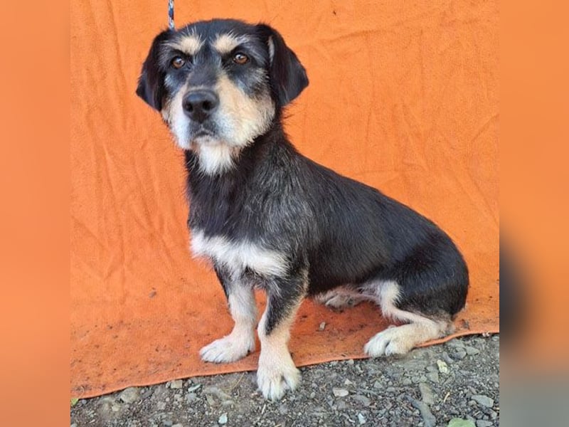 PANNY - 3 Jahre, 36cm/13kg - Schnauzer-Dackel-Mix