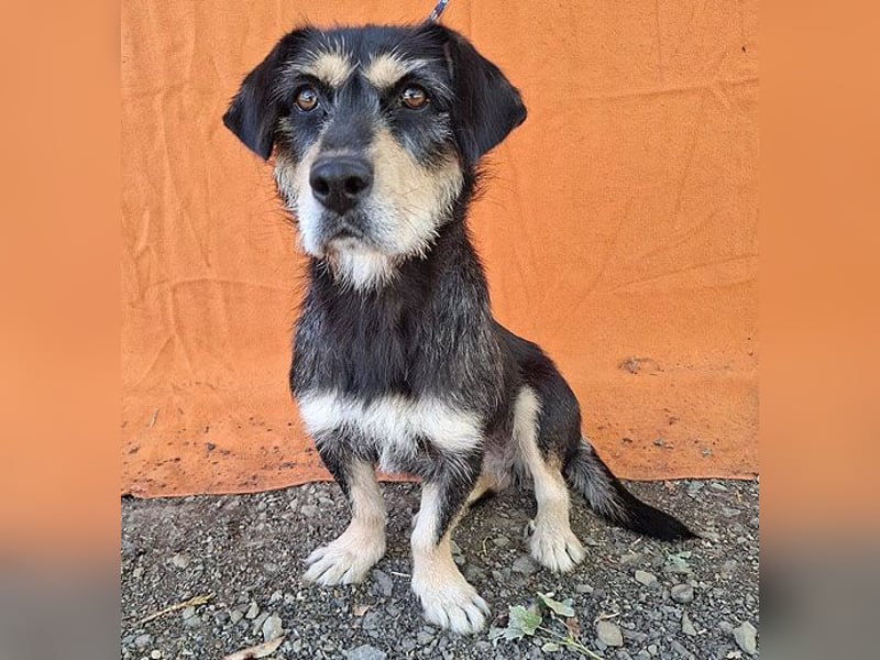 PANNY - 3 Jahre, 36cm/13kg - Schnauzer-Dackel-Mix