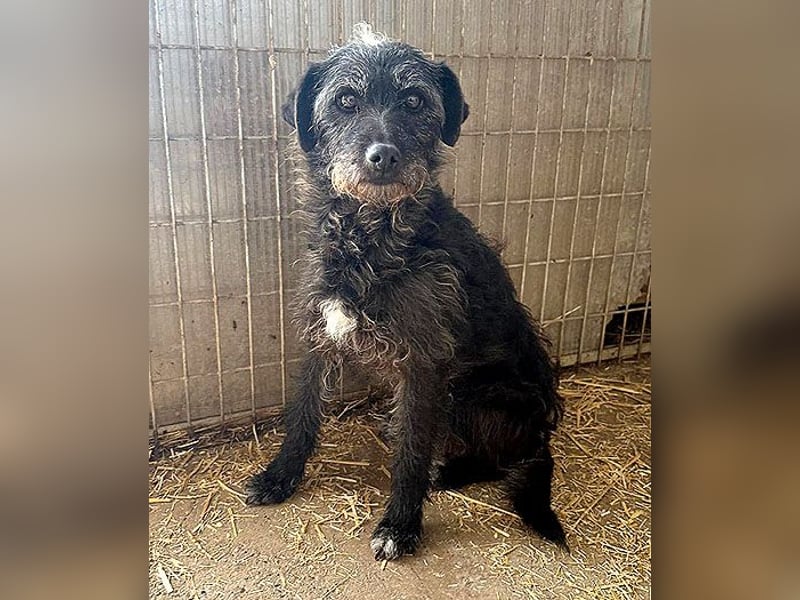 treue Hundeseele OLIVIA - 3 Jahre, 40cm/10kg - Schnauzer-Mix