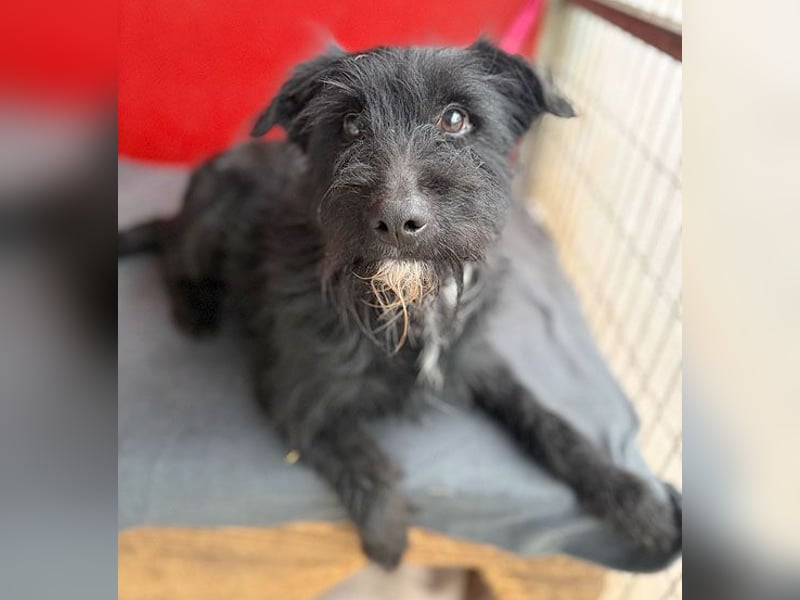 ❤️❤️❤️ kleiner Herzensbrecher BENDY - 2 Jahre, 40cm - Schnauzer-Mix