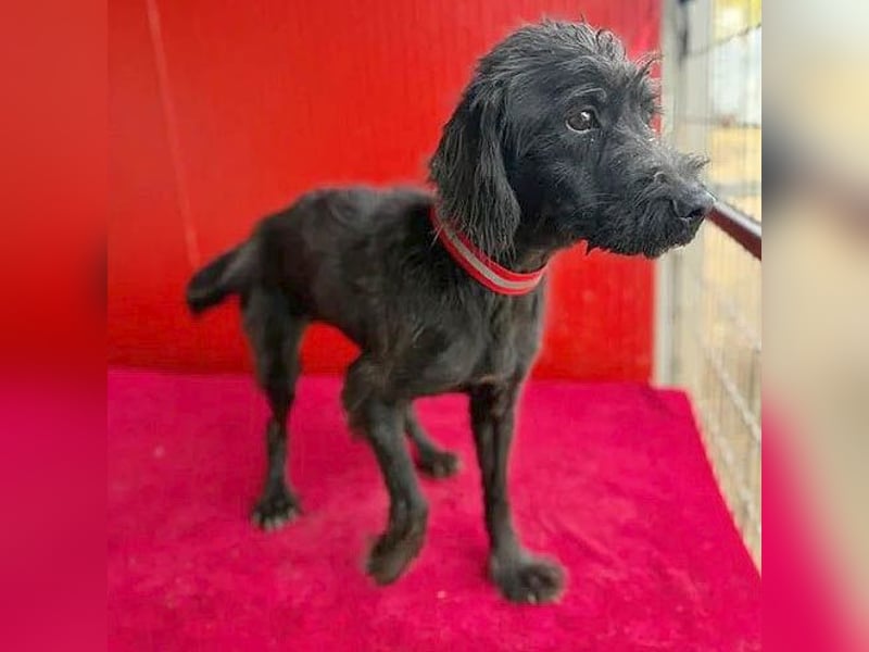 Sonnenschein MIKO - 6 Jahre, 40cm/10kg - Schnauzer-Mix