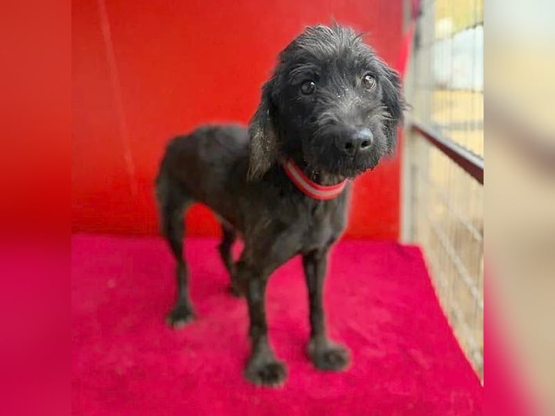 Sonnenschein MIKO - 6 Jahre, 40cm/10kg - Schnauzer-Mix