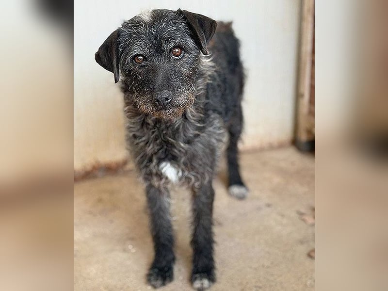 treue Hundeseele OLIVIA - 3 Jahre, 40cm/10kg - Schnauzer-Mix