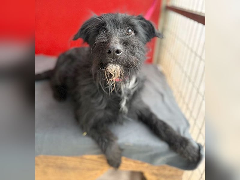 ❤️❤️❤️ kleiner Herzensbrecher BENDY - 2 Jahre, 40cm - Schnauzer-Mix