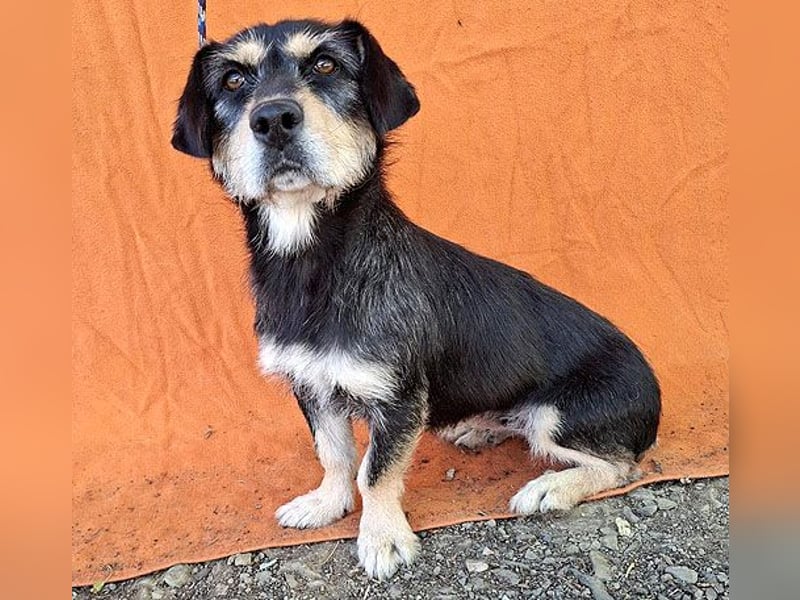 PANNY - 3 Jahre, 36cm/13kg - Schnauzer-Dackel-Mix
