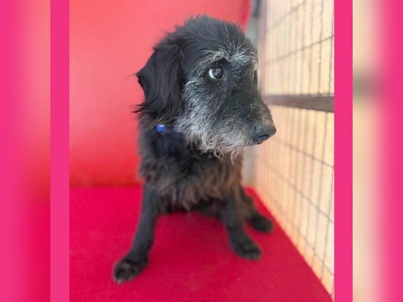 zarte Hundeseele BETTY - 12 Jahre, 40cm/10kg - Schnauzer-Mix