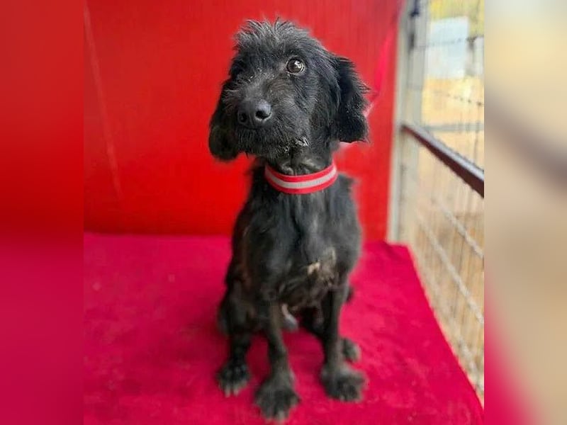 Sonnenschein MIKO - 6 Jahre, 40cm/10kg - Schnauzer-Mix