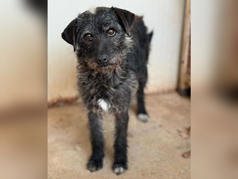 treue Hundeseele OLIVIA - 3 Jahre, 40cm/10kg - Schnauzer-Mix