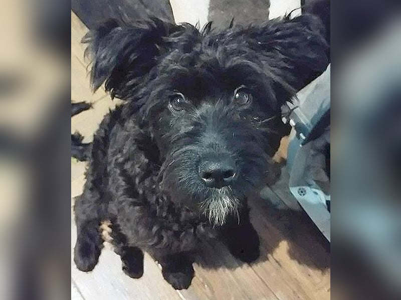 unkomplizierter kleiner ARTUR - 8 Monate, 40cm/13kg - Schnauzer-Mix