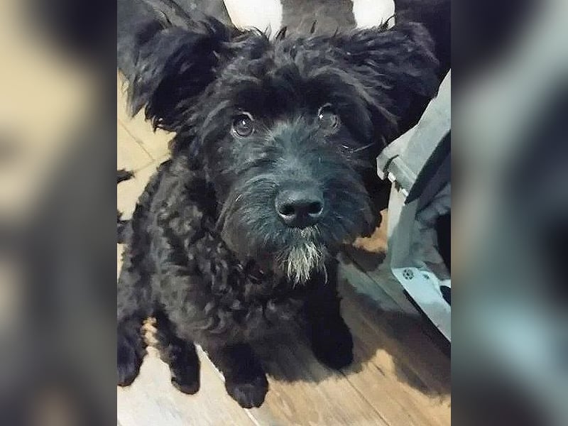 unkomplizierter kleiner ARTUR - 8 Monate, 40cm/13kg - Schnauzer-Mix