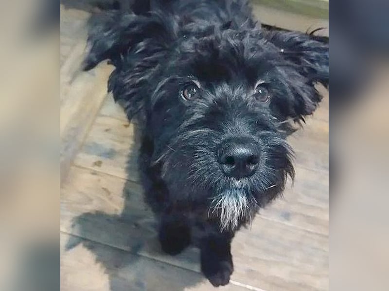 unkomplizierter kleiner ARTUR - 8 Monate, 40cm/13kg - Schnauzer-Mix