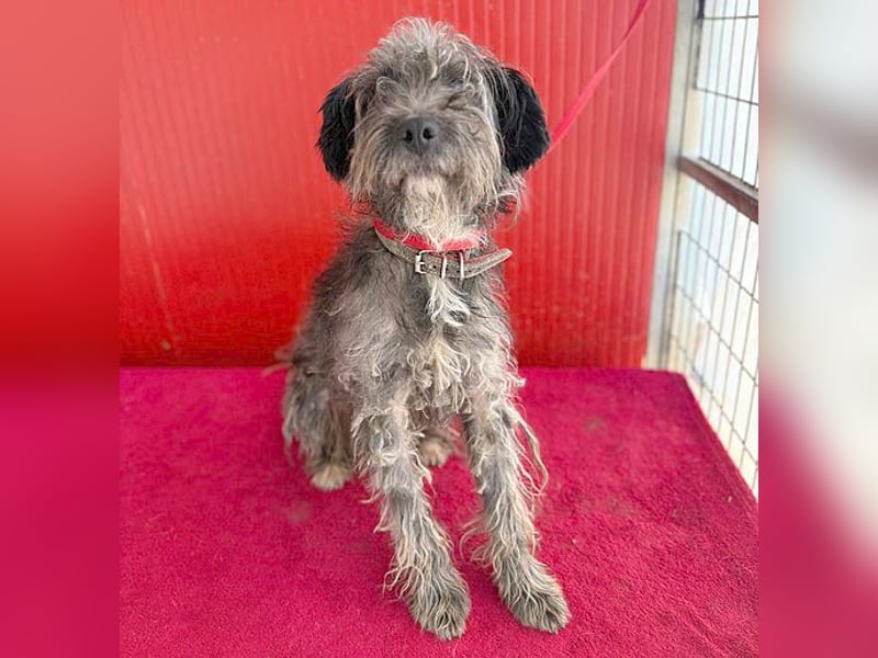 fröhlicher kleiner SNAKI - 2 Jahre, 40cm/10kg - Schnauzer-Mix