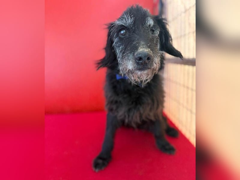 zarte Hundeseele BETTY - 12 Jahre, 40cm/10kg - Schnauzer-Mix