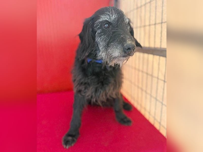 zarte Hundeseele BETTY - 12 Jahre, 40cm/10kg - Schnauzer-Mix
