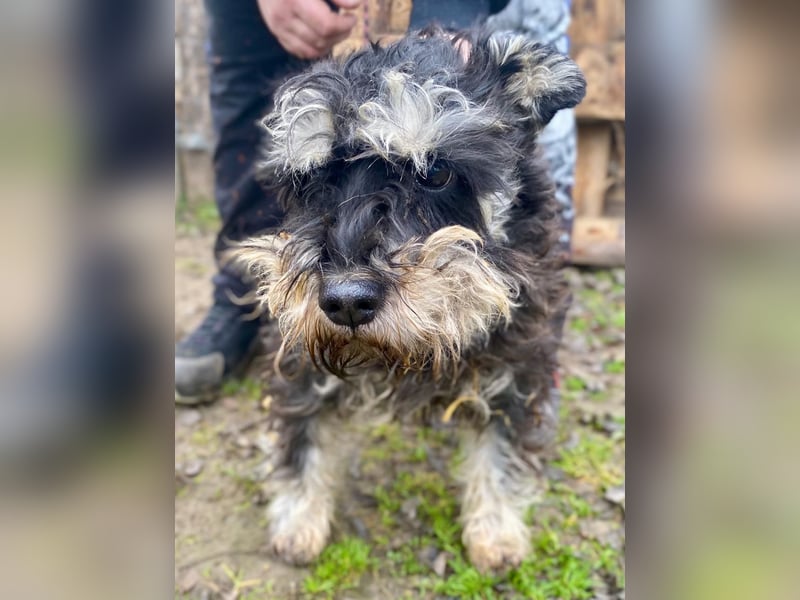 Nemo, lieber Mischlingsrüde im Zwerg Schnauzer Look geb. 2018