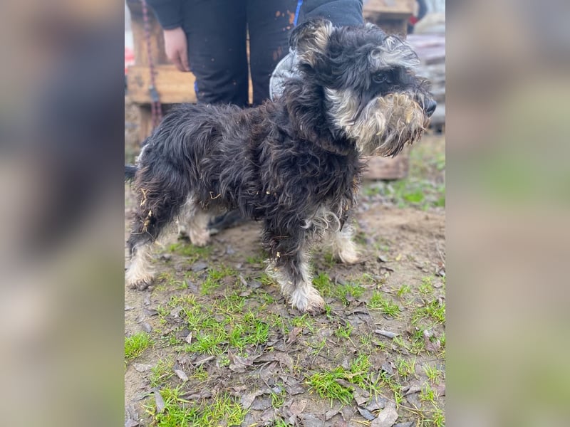 Nemo, lieber Mischlingsrüde im Zwerg Schnauzer Look geb. 2018