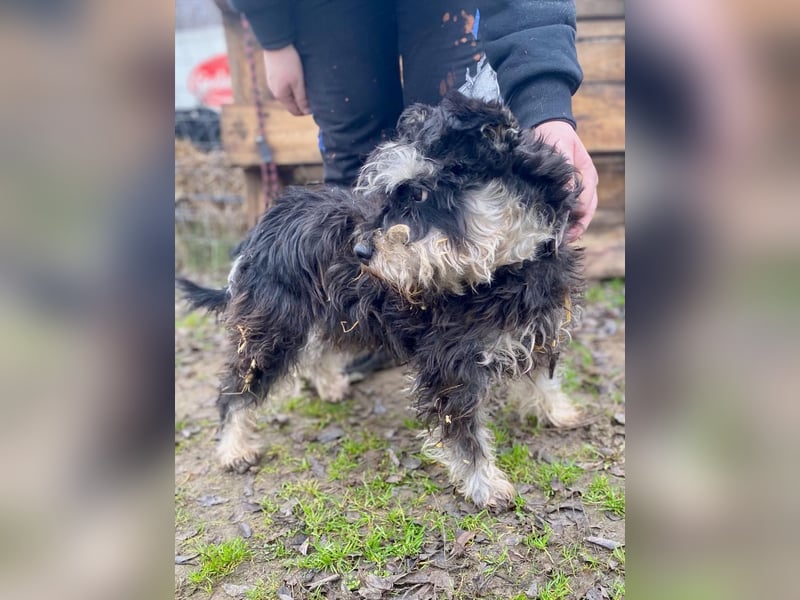 Nemo, lieber Mischlingsrüde im Zwerg Schnauzer Look geb. 2018