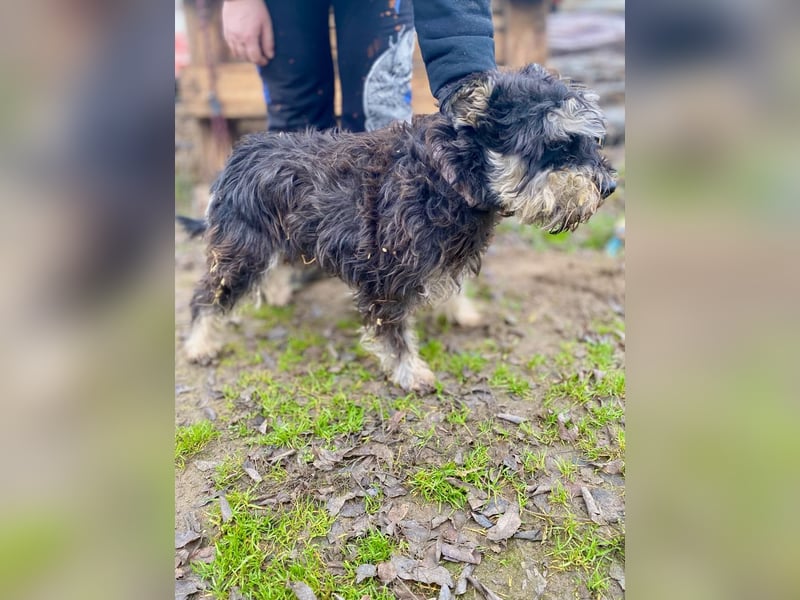 Nemo, lieber Mischlingsrüde im Zwerg Schnauzer Look geb. 2018