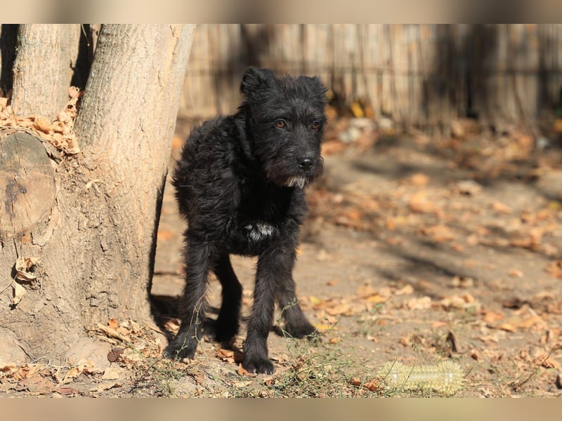 Luca sucht ein gutes Zuhause