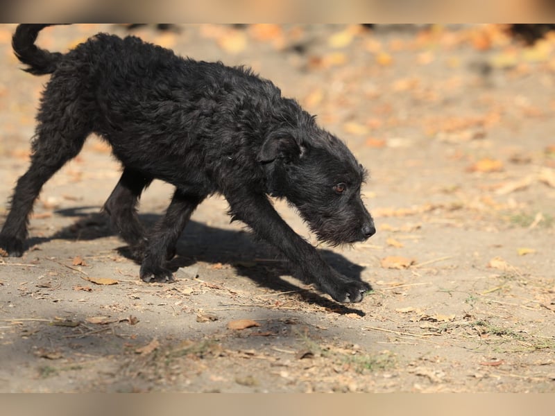 Luca sucht ein gutes Zuhause