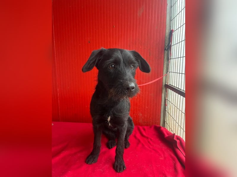 Kira, Schnauzer-Mix, Hündin, geb. am 01.09.2024, 42 cm