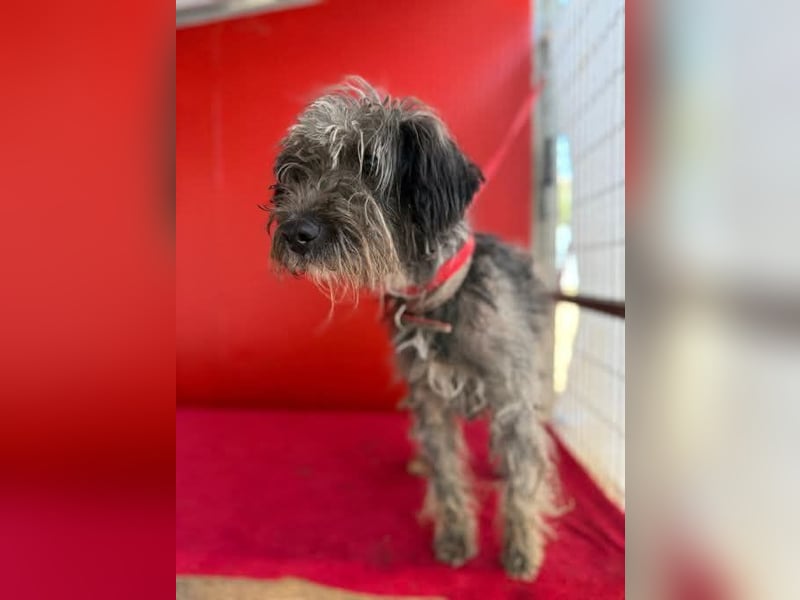 Snaki, Schnauzer-Mix, Rüde, geb. am 01.06.2023, 40 cm, 11 kg