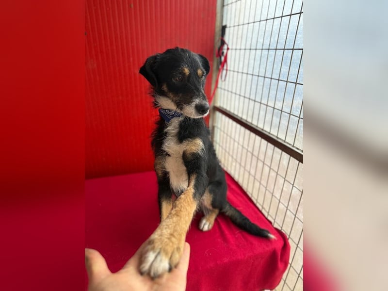 Milli, Schnauzer-Mix, Hündin, geb. am 16.10.2024, 43 cm, 14 kg